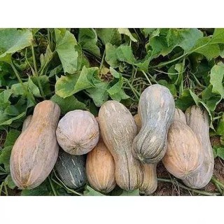 [Giao Hà Nội]  5 Kg Bí Đỏ Hồ Lô