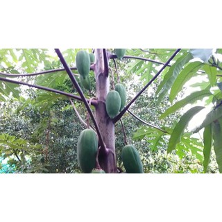 2 cây đu đủ tím cây con tốt