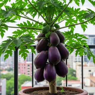 2 cây đu đủ tím cây con tốt