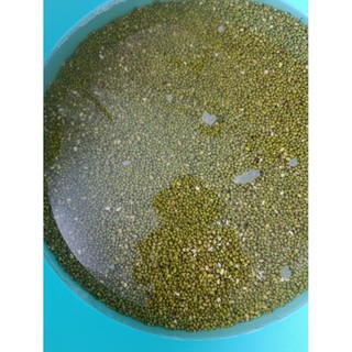 Bột ngũ đậu mầm (bột protein(đạm) thực vật)