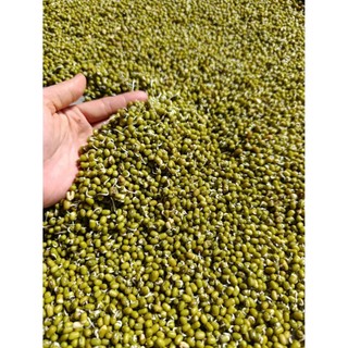Bột ngũ đậu mầm (bột protein(đạm) thực vật)
