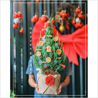 [HOẢ TỐC] Cây sơn tùng trang trí noel (cây thông thật giáng sinh mini)