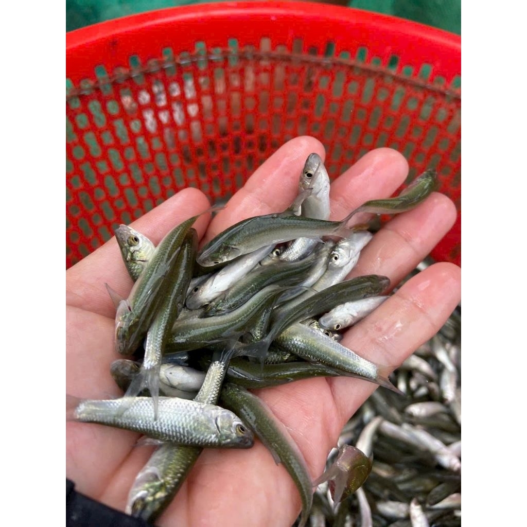 Cá Linh Non Miền Tây