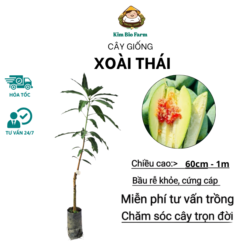 Cây Xoài Thái – Giống Xoài F1 Thái Lan Nổi Tiếng Năng Suất Cao, Trái To, Ngọt Thanh