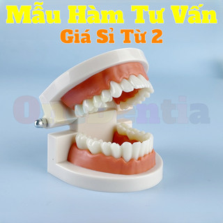 Bộ Mẫu Hàm Tư Vấn Bệnh Nhân Cho Nha Khoa - Hướng Dẫn Giảng Dạy Học Sinh Sinh Viên