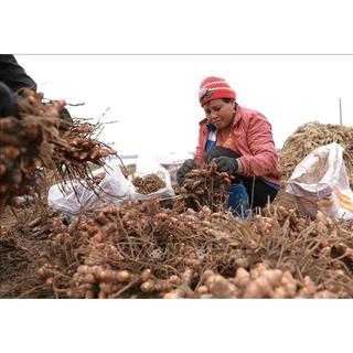 Tinh Bột Nghệ Đỏ Cao Cấp Phúc Khang 500g/hũ