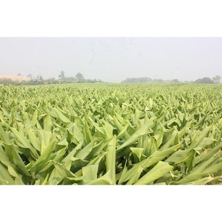 Tinh Bột Nghệ Đỏ Cao Cấp Phúc Khang 500g/hũ