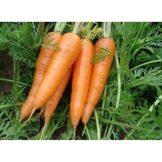 2kg Cà Rốt tươi ngon, rau củ quả tươi. trồng tự nhiên