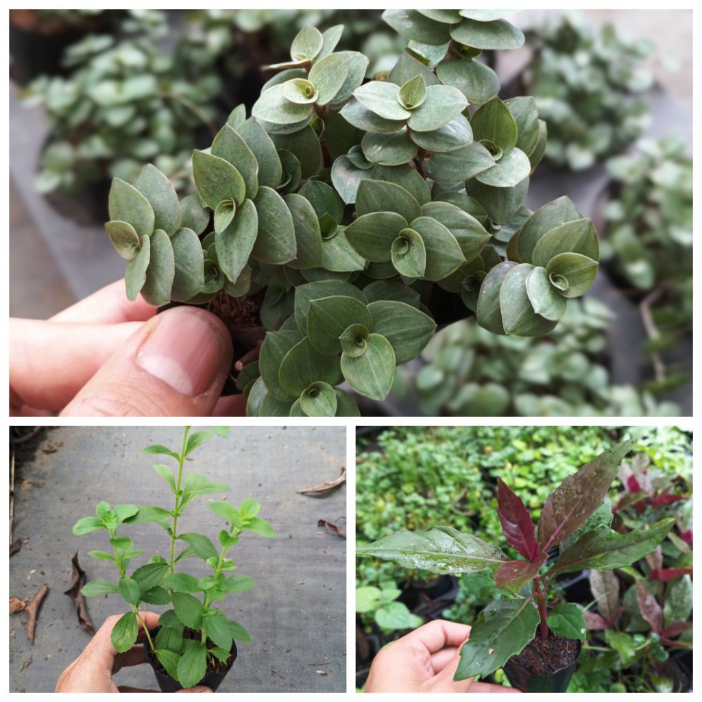 Combo 3 Cây Ổn Định Đường Huyết – Cỏ Ngọt, Thài Lài, Bầu Đất Tím – Cây dược liệu quý Trồng Tại Nhà