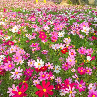  Hạt giống hoa sao nhái đơn mix  50 gram ~ 5000 hạt  - hoa đẹp dễ trồng trang trí sân vườn 