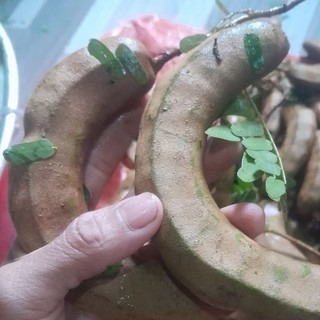 Combo 5ky Me xanh loại me ngâm,me rim to mập cơm dày.
