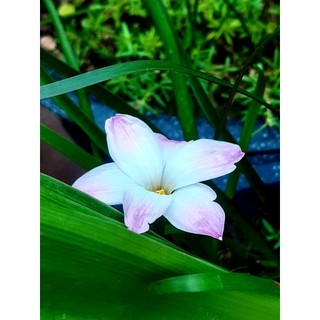 5 củ huệ mưa( củ mẹ)