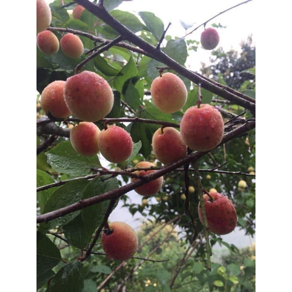Cây giống mơ hồng ( mơ má đào)