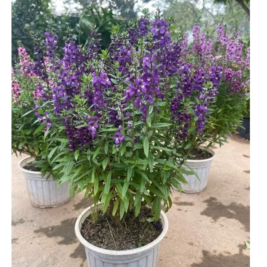 Chậu Sẵn Nụ Hoa Ngọc Hân (Violet nhật ) 3 màu to xum đẹp sẵn nụ hoa gửi như hình 1,2,3