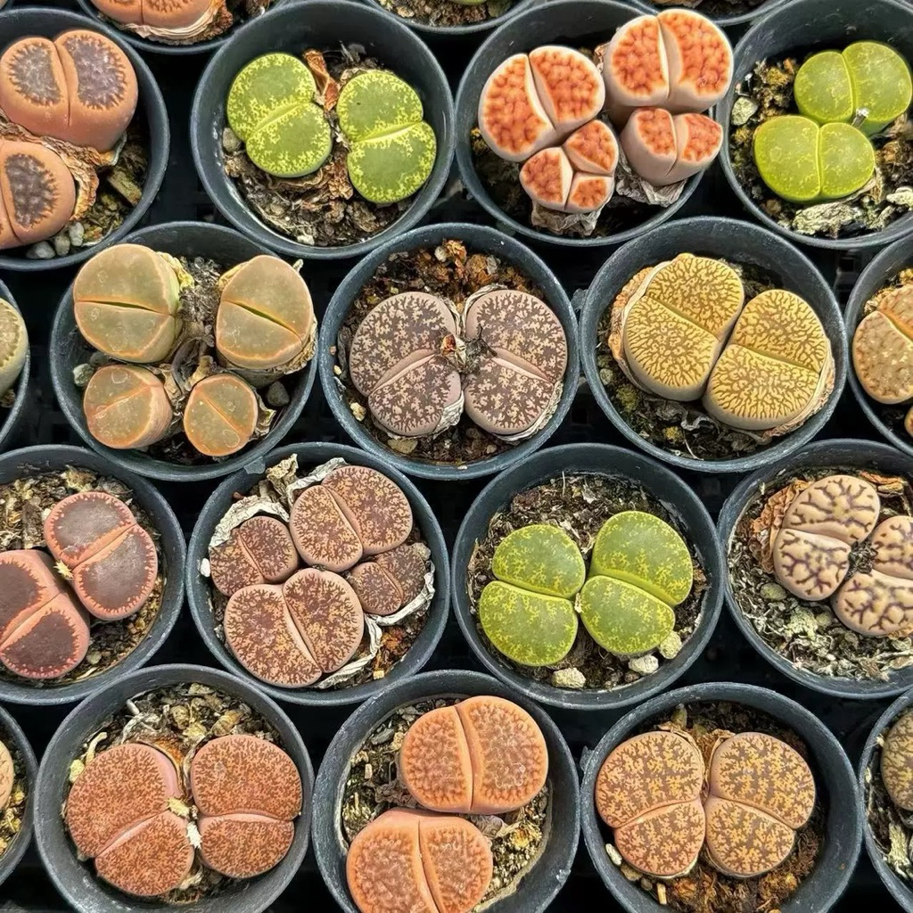 Lithops 2 đầu(đầu đôi) sen mông thạch lan đá sống mọng nước