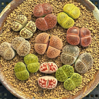 Lithops 2 đầu(đầu đôi) sen mông thạch lan đá sống mọng nước