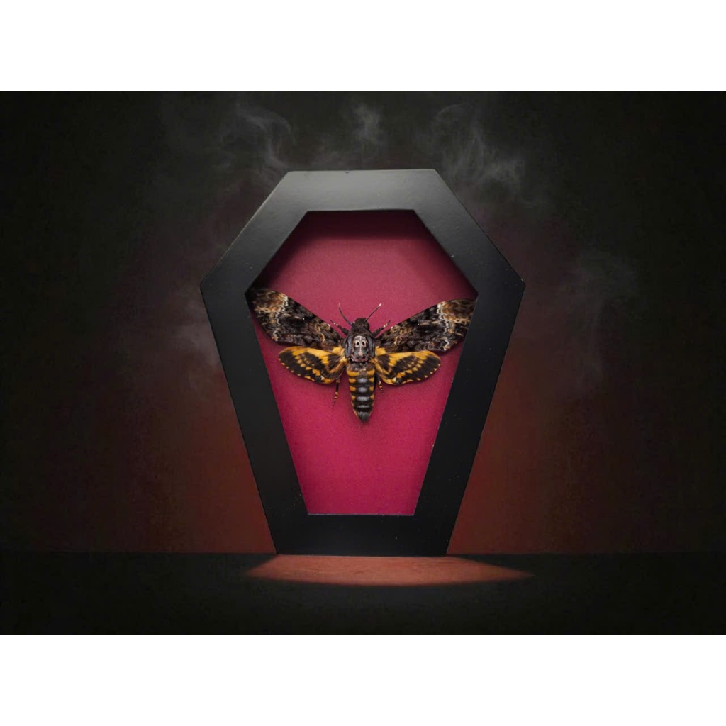 Bướm đầu lâu thật – Khung quan tài Gothic Decor | Acherontia lachesis | Mẫu côn trùng sưu tầm độc lạ