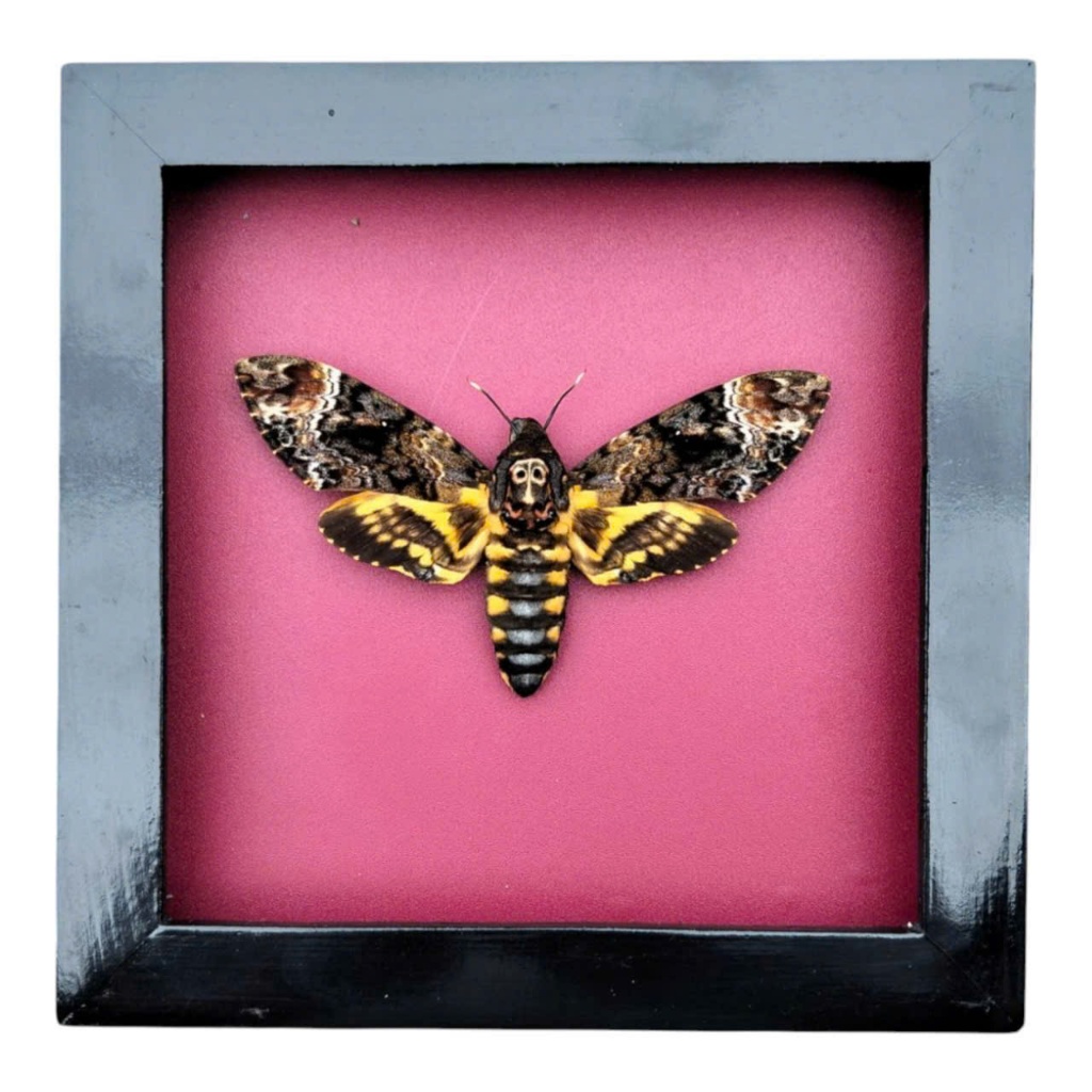 Khung bướm đầu lâu thật – Acherontia lachesis | Decor Gothic, Dark Art, Oddities sưu tầm độc lạ