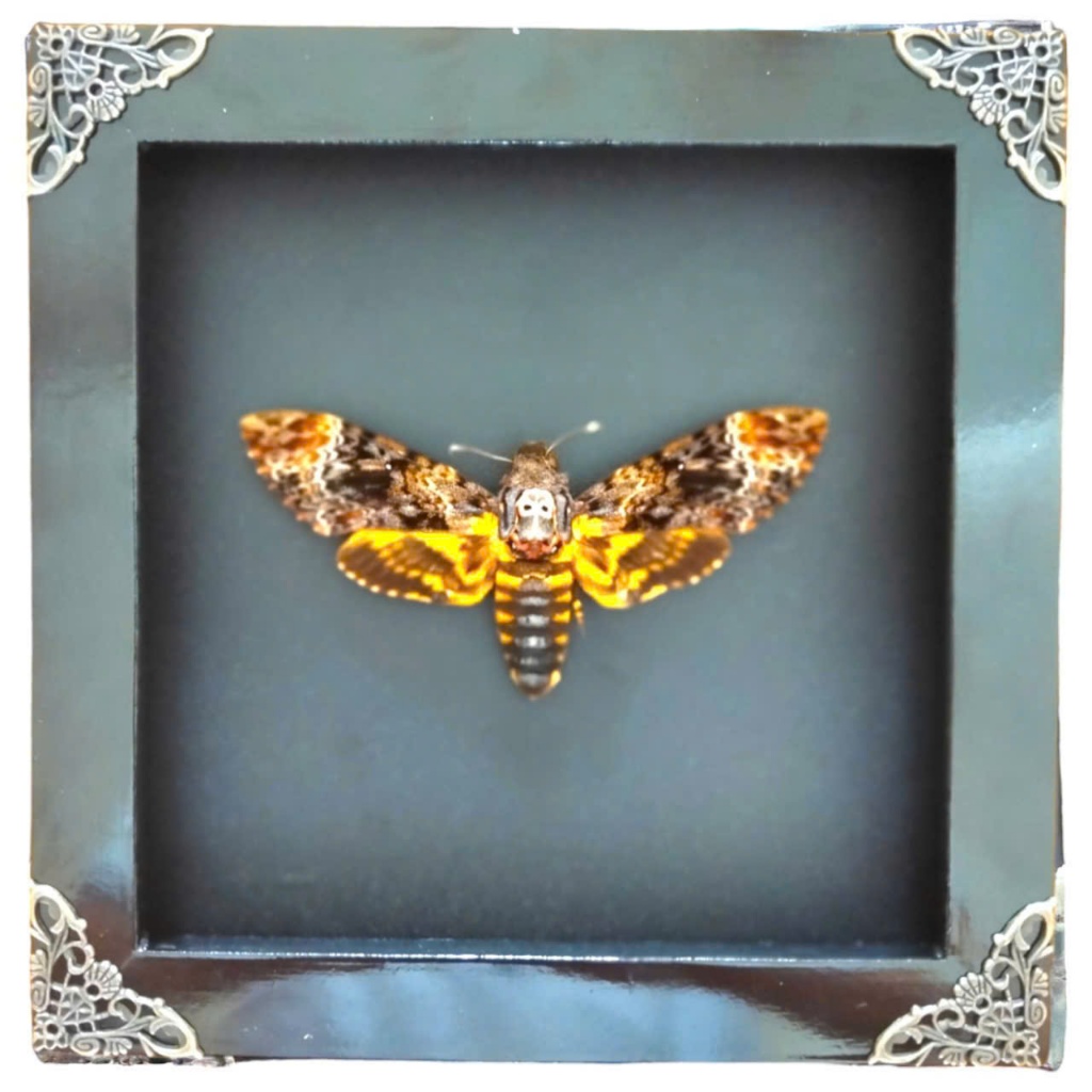 Khung bướm đầu lâu thật – Acherontia lachesis | Decor Gothic, Dark Art, Oddities sưu tầm độc lạ