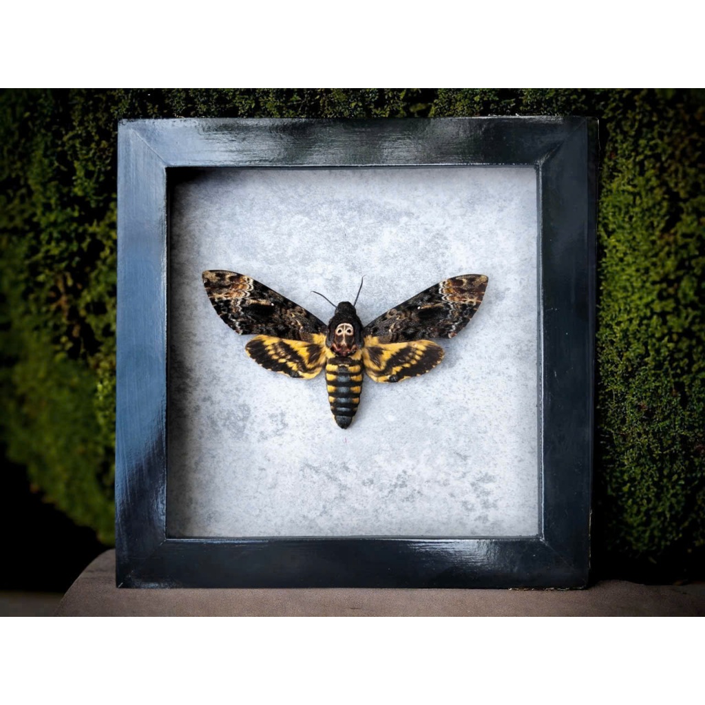 Khung bướm đầu lâu thật – Acherontia lachesis | Decor Gothic, Dark Art, Oddities sưu tầm độc lạ