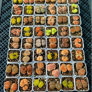 Lithops 2 đầu(đầu đôi) sen mông thạch lan đá sống mọng nước
