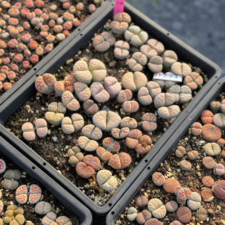 Lithops 2 đầu(đầu đôi) sen mông thạch lan đá sống mọng nước