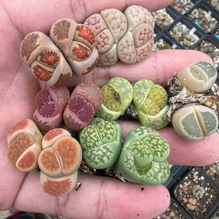 Lithops 2 đầu(đầu đôi) sen mông thạch lan đá sống mọng nước