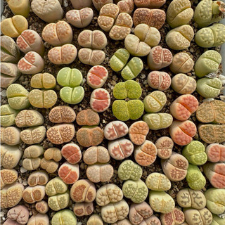 Lithops 2 đầu(đầu đôi) sen mông thạch lan đá sống mọng nước