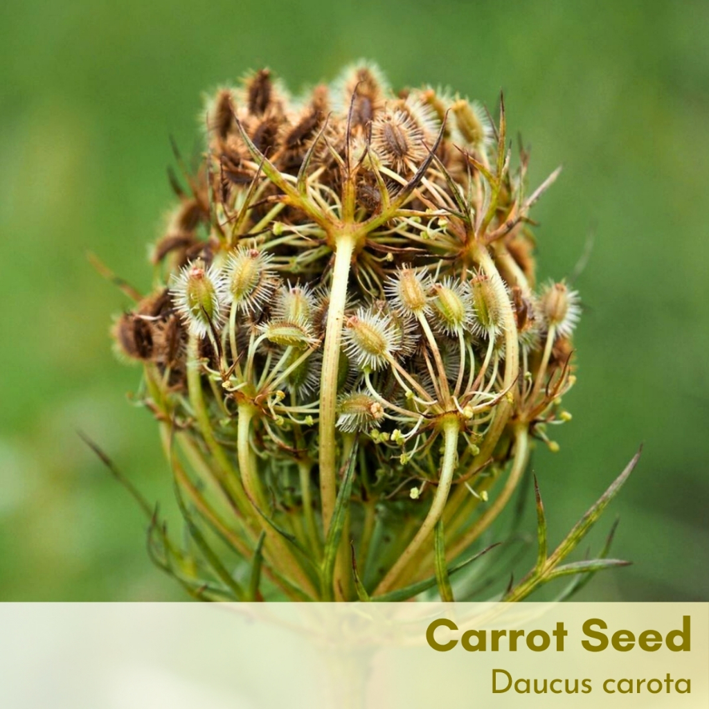 Tinh dầu hạt cà rốt Carrot Seed Essential Oil