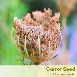 Tinh dầu hạt cà rốt Carrot Seed Essential Oil