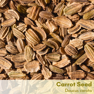 Tinh dầu hạt cà rốt Carrot Seed Essential Oil