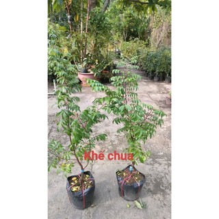 Chậu cây Khế Ngọt chưa ra có hoa ( cao 40-60cm )