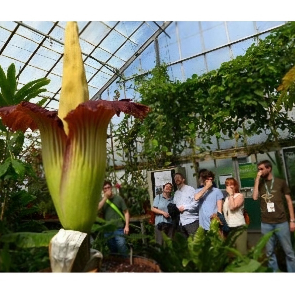 Hoa xác thối - nưa thối (củ giống)