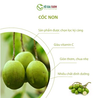 [HỎA TỐC HCM] CÓC NON