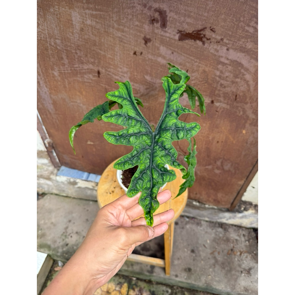 Alocasia Jacklyn, môn jacklyn