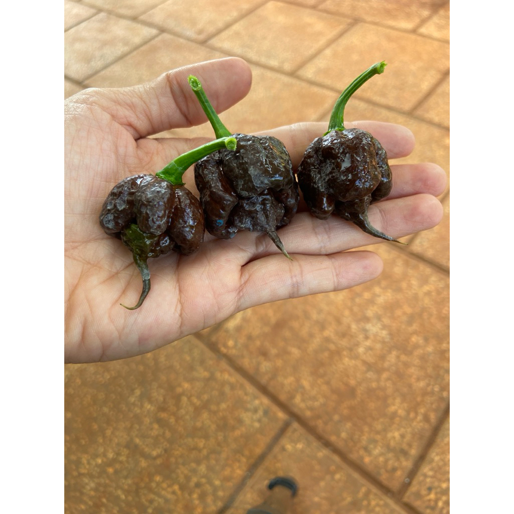 (HAI) 2 cây giống ớt carolina reaper socola