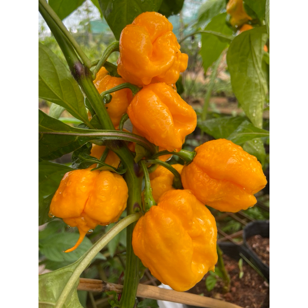 (HAI) 2 cây giống ớt carolina reaper vàng