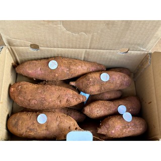 Khoai Mật Tà Nung | Thùng 5KG | Size M 4-7 củ/ KG