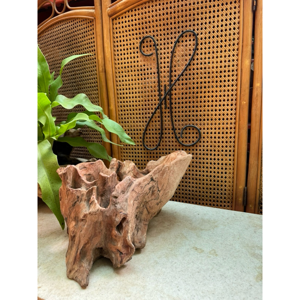 LG20 - Chậu lũa gỗ lan, Chậu gỗ, Lũa cắm hoa, Lũa trồng cây