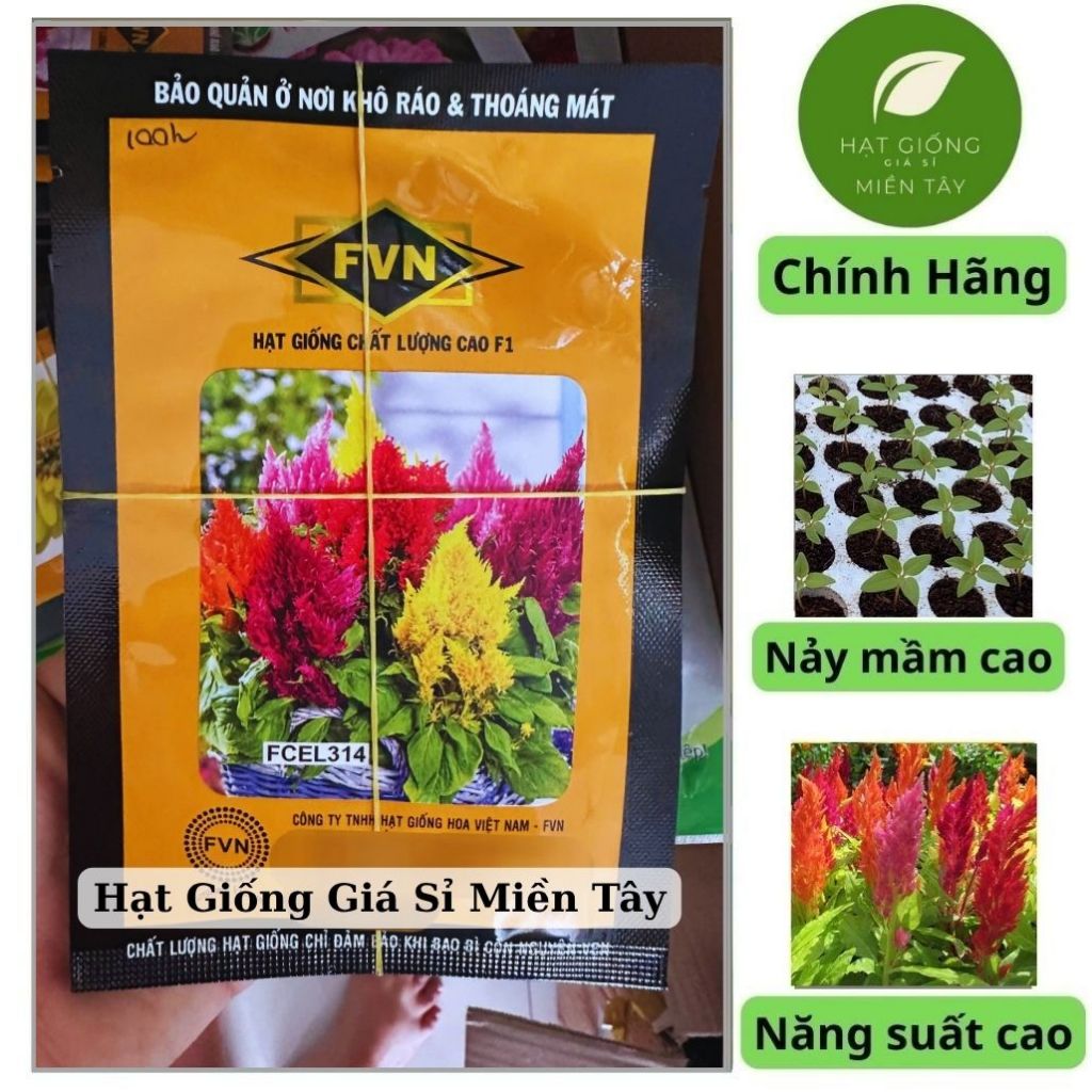 (Gói 100 hạt) Hạt Giống Hoa Mào Gà Lửa Nhiều Màu (FVN, Rồng Vàng, Thế Giới Giống Hoa)