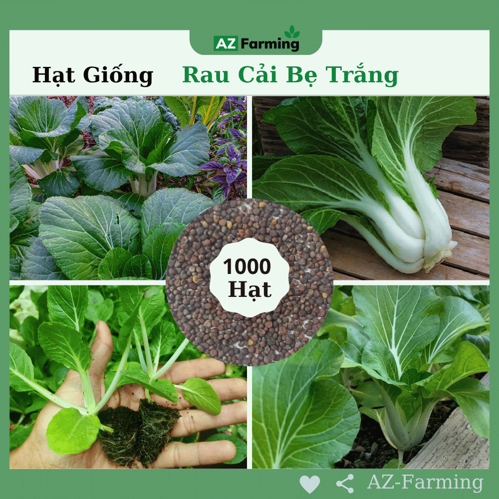 Hạt Giống Cải Bẹ Trắng (Gói 1000 Hạt) - AZ Farming