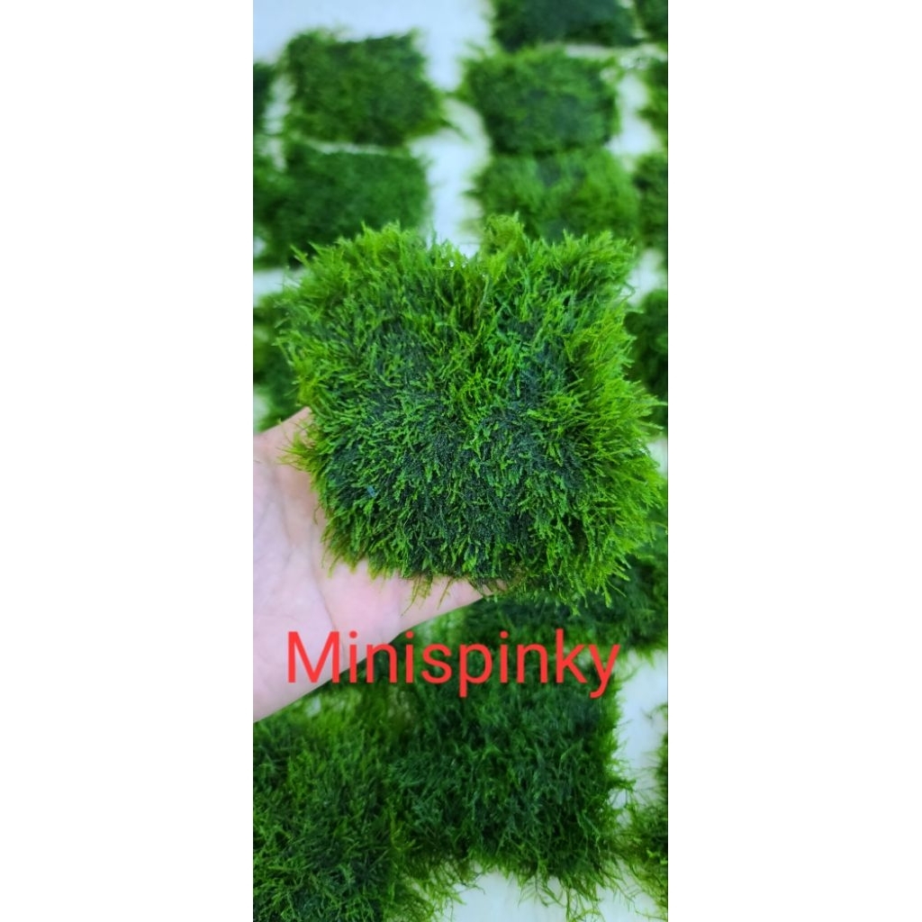 Rêu Mini Spinky