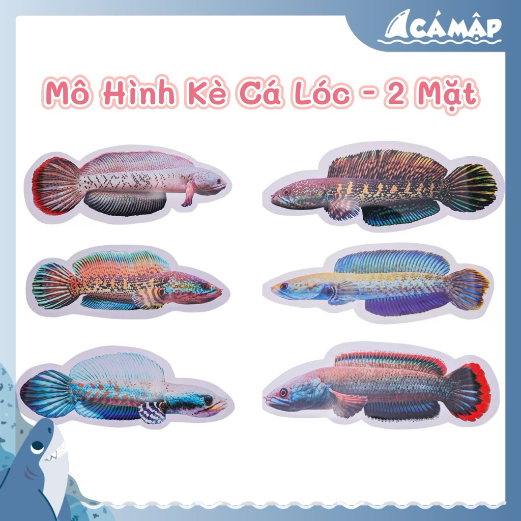 Kè Cá Lóc, Mô Hình Cá Lóc Giải Trí, Huấn Luyện Cá Cho Hồ Thủy Sinh Cá Tép | Cá Mập Aqua