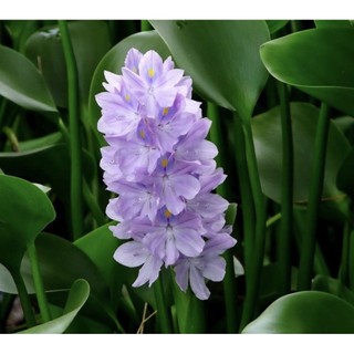 5 Cây Lục Bình Thủy Sinh (bèo tây)