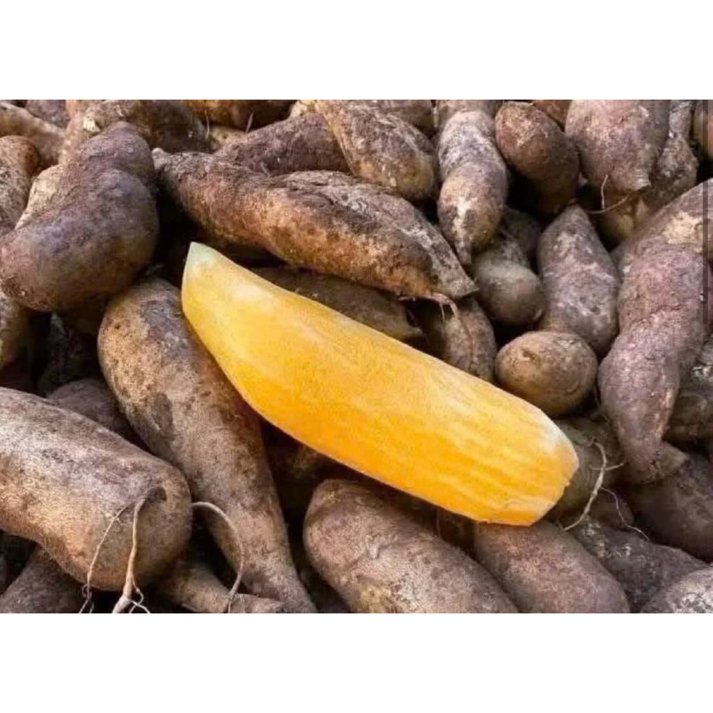 khoai sâm Tây Bắc / 39 k /2 kg