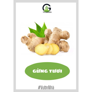 [ RẺ VÔ ĐỊCH] Gừng Tươi - Gừng Già Tươi Lâu năm - Mọc Tự Nhiên 100% - Đảm bảo vị thuốc.