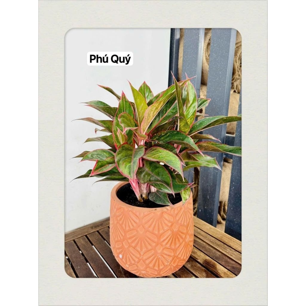 Cây Phú Quý rễ trần hoặc chậu nhựa đen