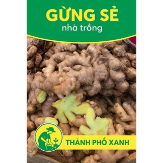 Gừng sẻ nhà trồng – Gừng ta thơm cay tự nhiên, sạch không hóa chất – Thành Phố Xanh Nghệ An