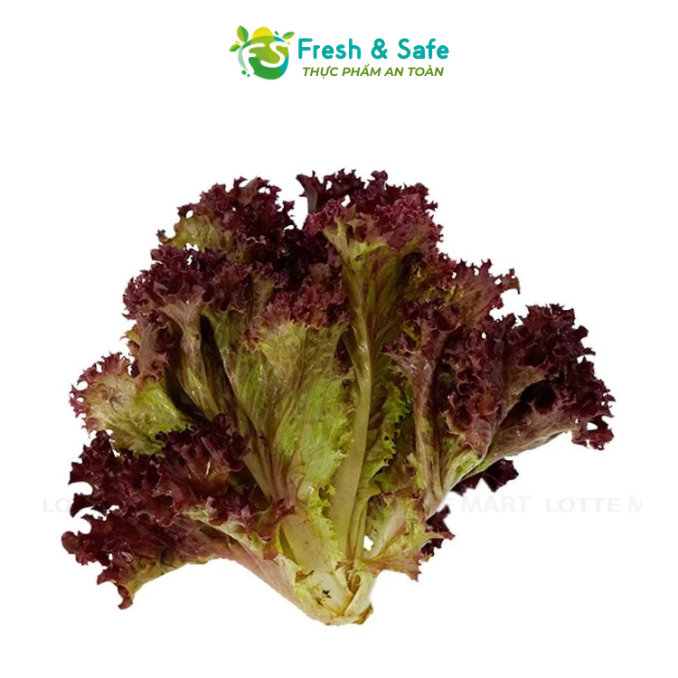 [Chỉ Giao HCM] Xà Lách Lolo Tím - 150g