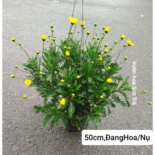 (VHST giao trong ngày) CÂY CÚC THÂN GỖ đang hoa, nhiều size.